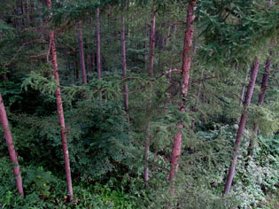 針葉樹の林
