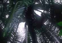 椰子の木の上のパゴパゴ